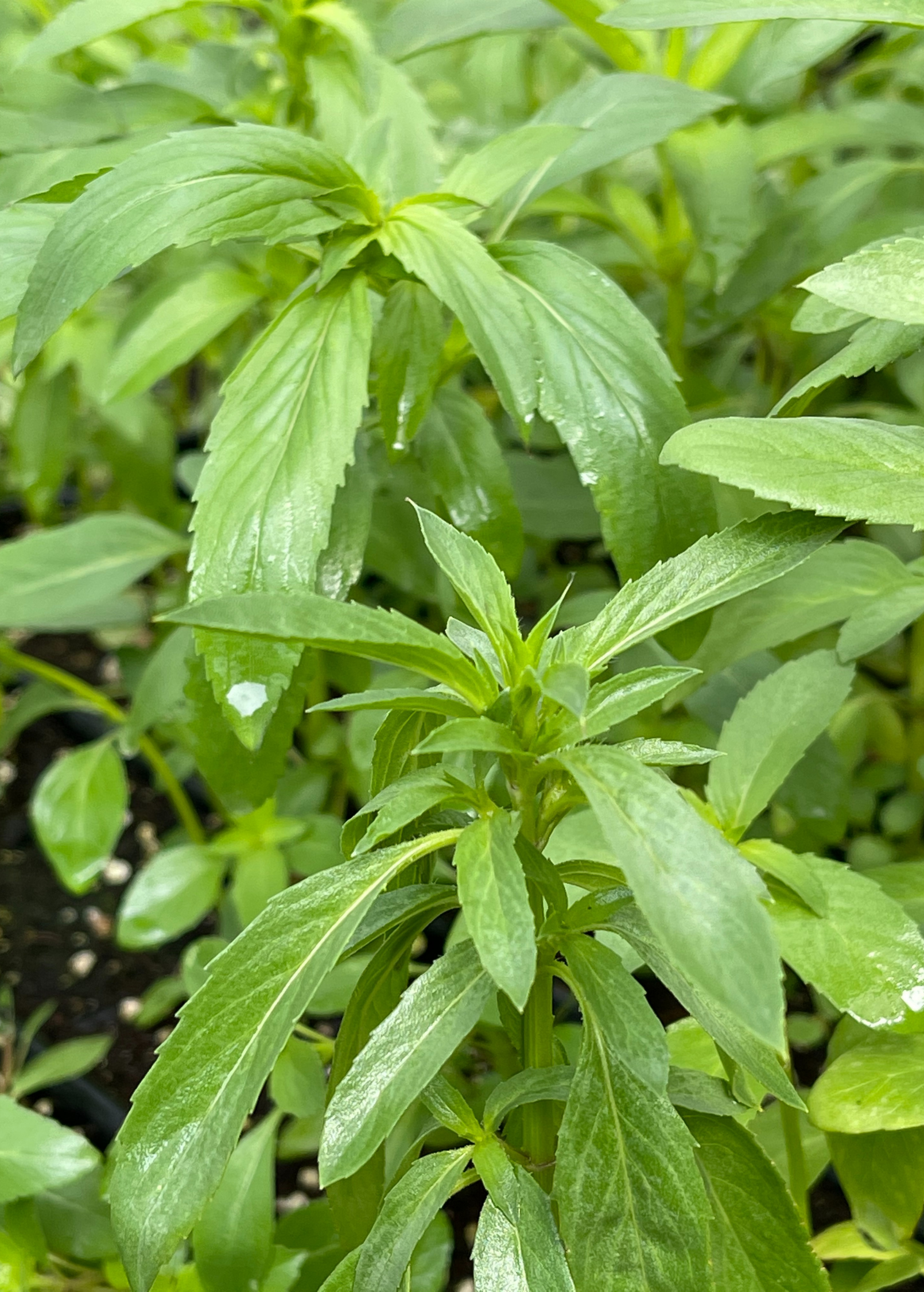 Bergamot 'Lemon' herb in a coconut coir pot, grown by Sow Exotic, with green leaves and lemon-scented aroma.