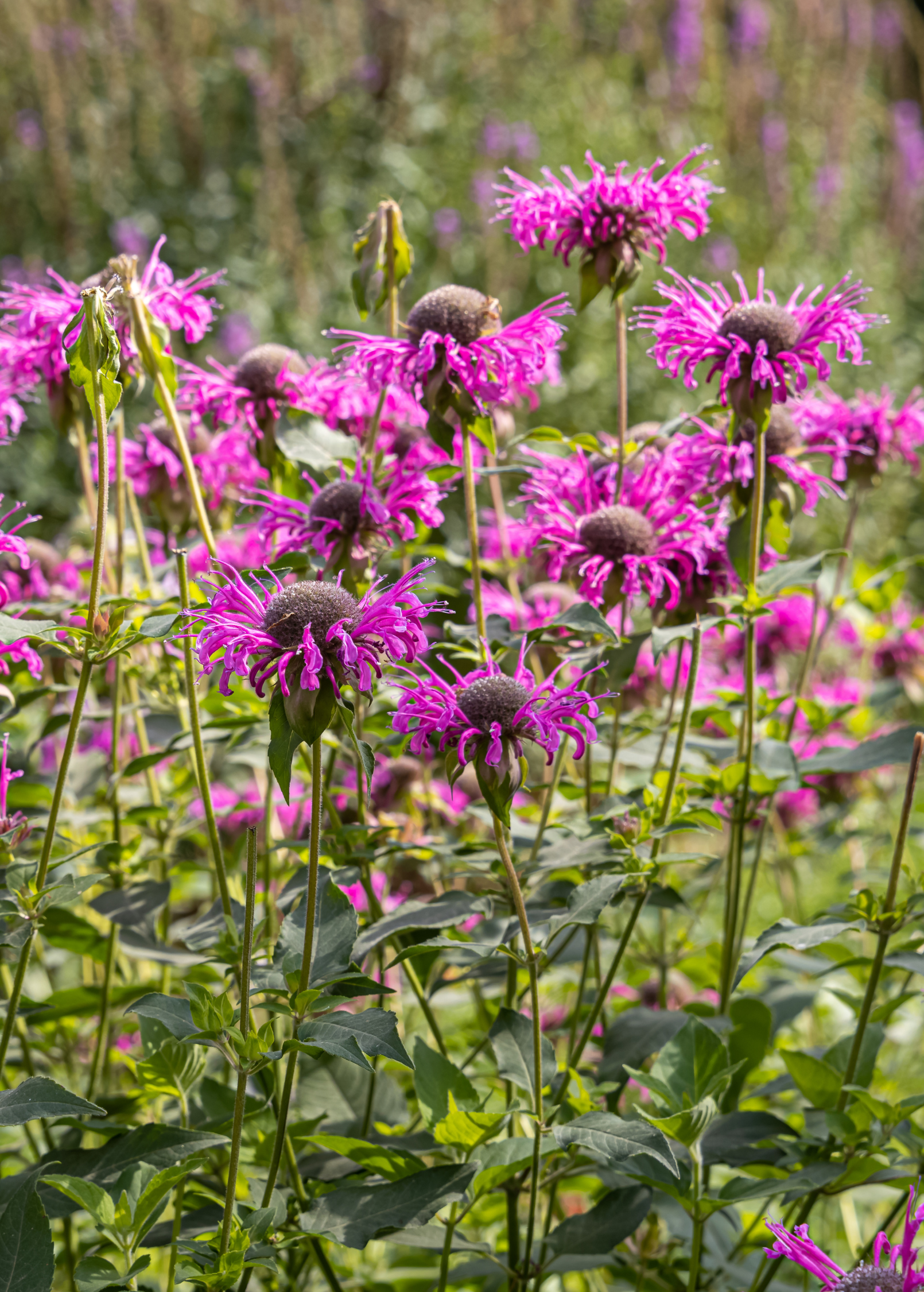 Bergamot Sweet Leaf herb (Monarda fistulosa) in a coconut coir pot, showing leafy green plant with purple flowers.