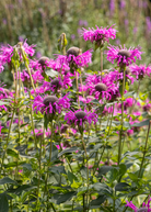Bergamot Sweet Leaf herb (Monarda fistulosa) in a coconut coir pot, showing leafy green plant with purple flowers.