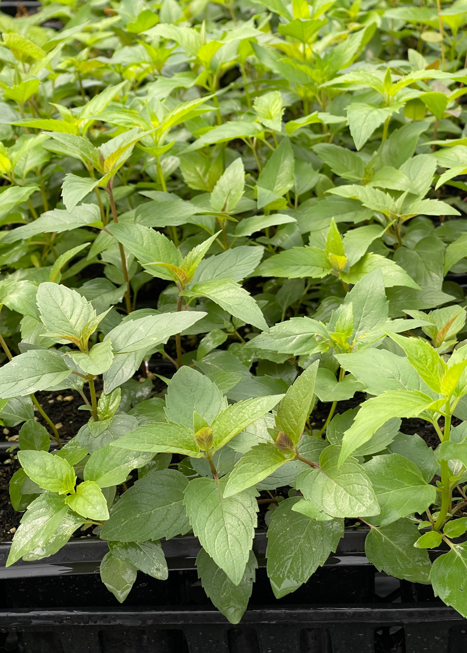 Bergamot 'Sweet Leaf' herb in a coconut coir pot, showing lush green foliage and the plant's distinctive leaves.