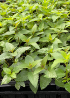 Bergamot 'Sweet Leaf' herb in a coconut coir pot, showing lush green foliage and the plant's distinctive leaves.