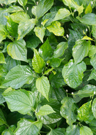 Betel leaf herb in a coconut coir pot by Sow Exotic, showing lush green betel plant with broad leaves.
