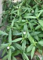 Bhringraj herb plant (Eclipta prostrata) in coconut coir pot, grown by Sow Exotic, with green leafy stems and small white flowers.