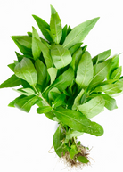 Bhringraj herb in a coconut coir pot, Sow Exotic brand, with green leafy plant known as Eclipta prostrata or Eclipta alba.