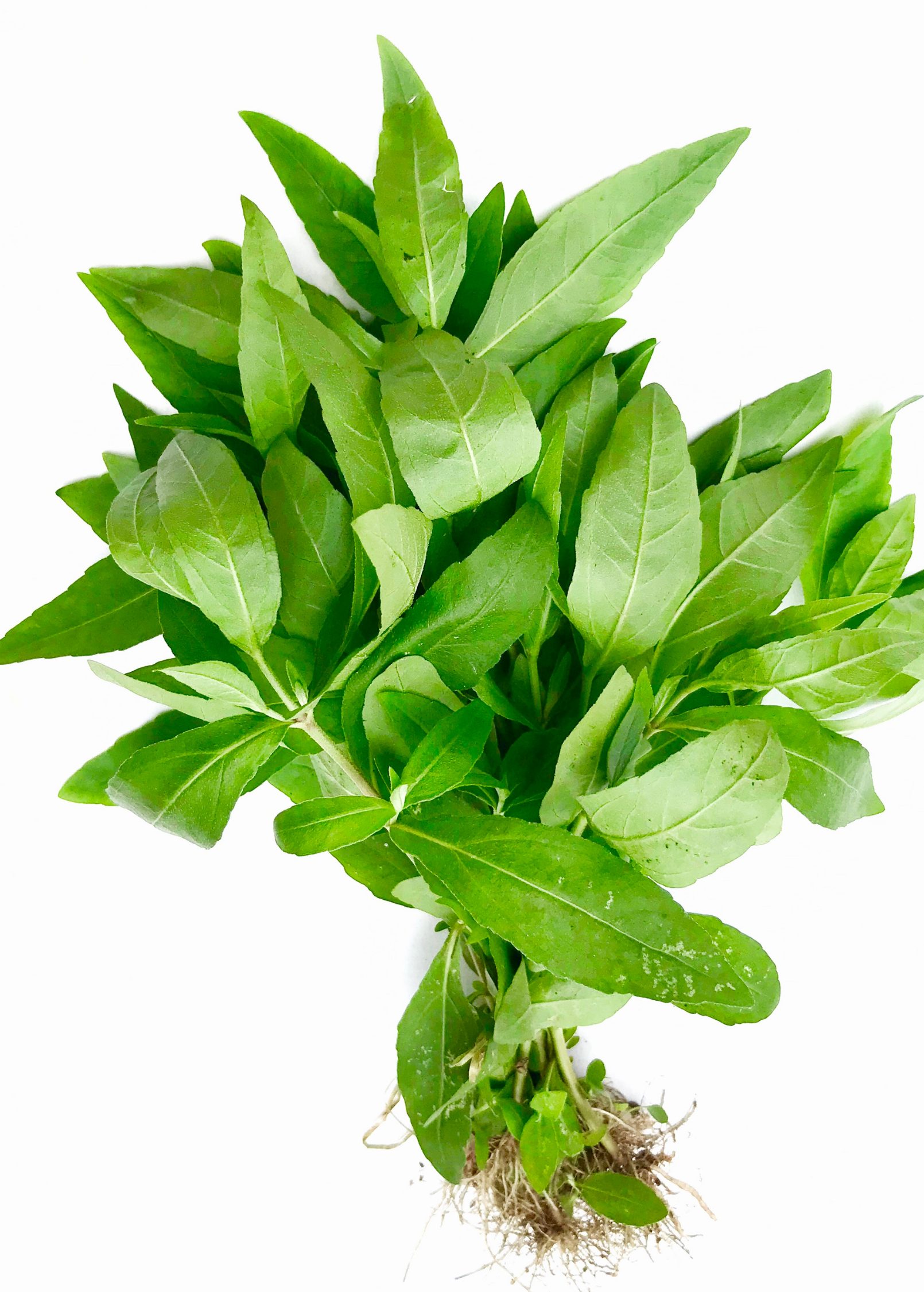 Bhringraj herb in a coconut coir pot, Sow Exotic brand, with green leafy plant known as Eclipta prostrata or Eclipta alba.
