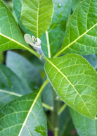 Bitter Leaf Tree herb in coconut coir pot, showing lush green leaves and woody stems, cultivated by Sow Exotic.