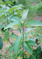 Bitter leaf tree Gymnanthemum extensum herb in a coconut coir pot, grown outdoors with lush green foliage.