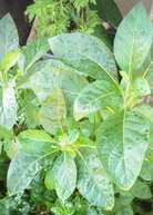 Bitter Leaf Tree herb in a coconut coir pot, showcasing green, leafy foliage of Gymnanthemum extensum, a medicinal plant.