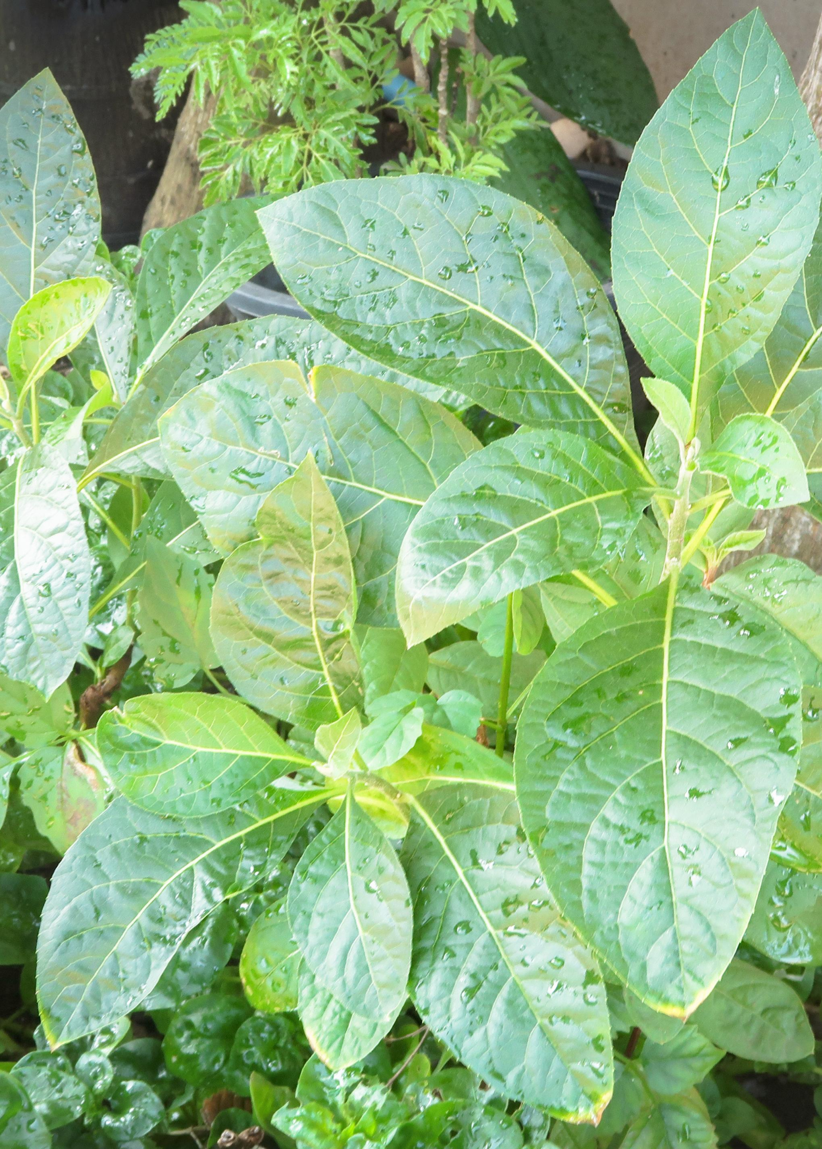 Bitter Leaf Tree herb in a coconut coir pot, showcasing green, leafy foliage of Gymnanthemum extensum, a medicinal plant.