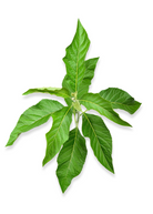 Bitter Leaf Tree herb (Gymnanthemum extensum) in a coconut coir pot, showcasing green foliage and herbaceous plant features.