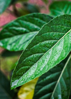 Bitter Leaf Tree (Gymnanthemum extensum) herb in coconut coir pot, grown by Sow Exotic, with lush green leaves.