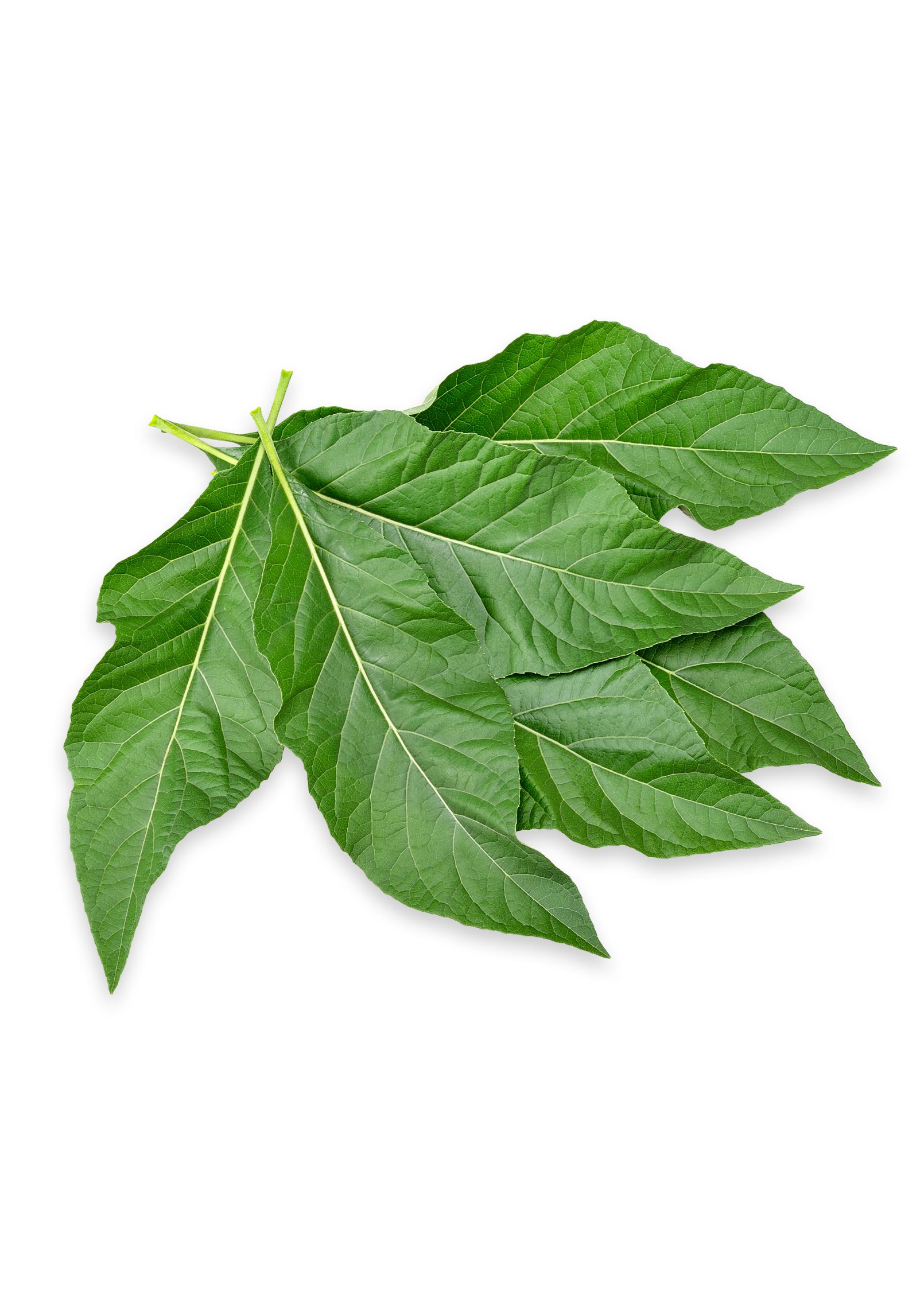 Bitter Leaf Tree herb in a coconut coir pot, showcasing green, leafy foliage of Gymnanthemum extensum, a medicinal plant.