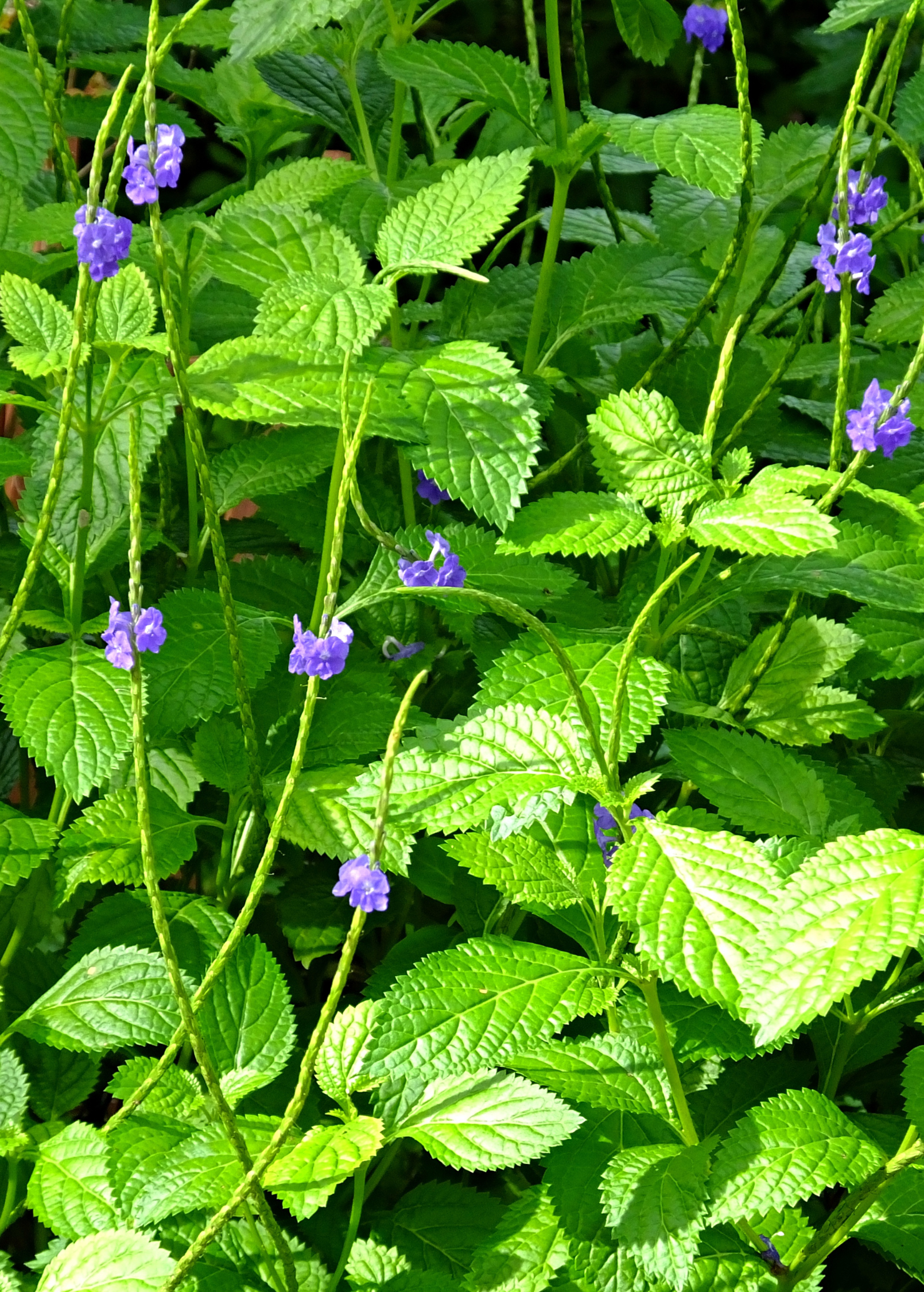 Blue Porterweed herb in a coconut coir pot, showcasing vibrant blue flowers and green foliage, cultivated by Sow Exotic.