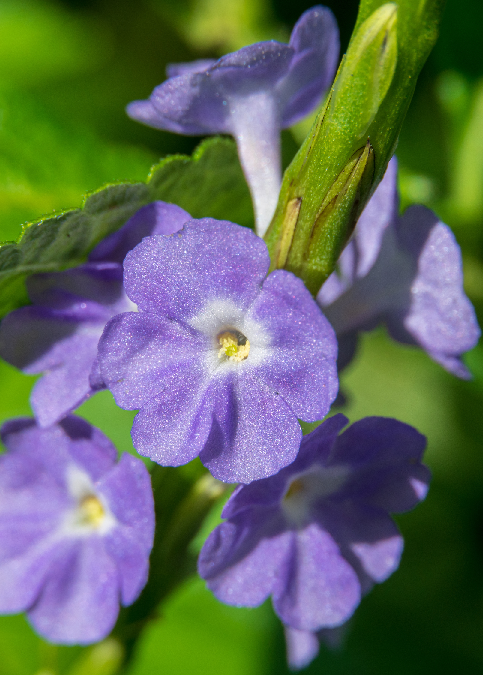 Blue Porterweed herb in a medium coconut coir pot, showcasing vibrant blue flowers and lush green foliage.
