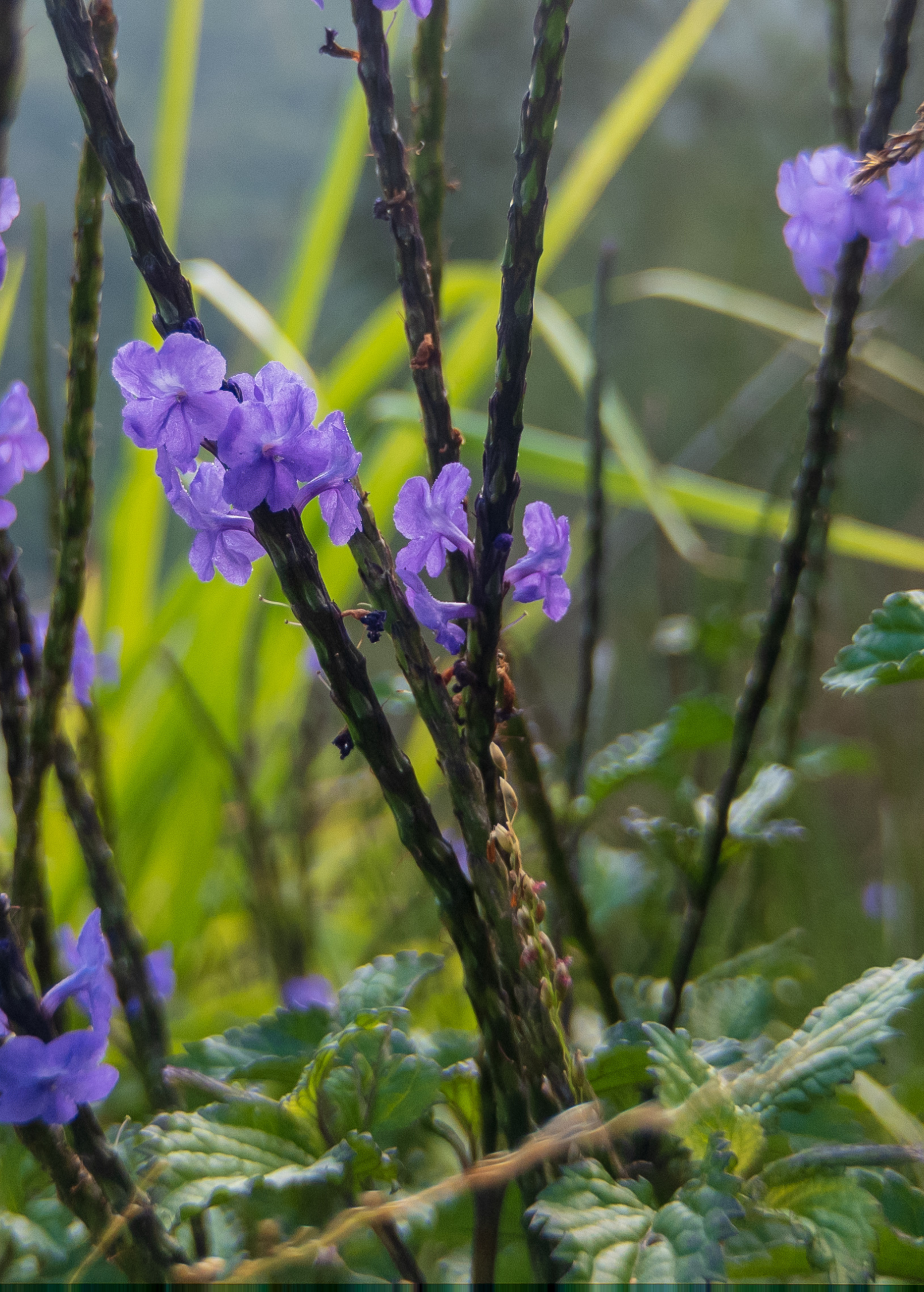 Blue Porterweed herb in a coconut coir pot, showing vibrant blue flowers and lush green leaves, cultivated by Sow Exotic.