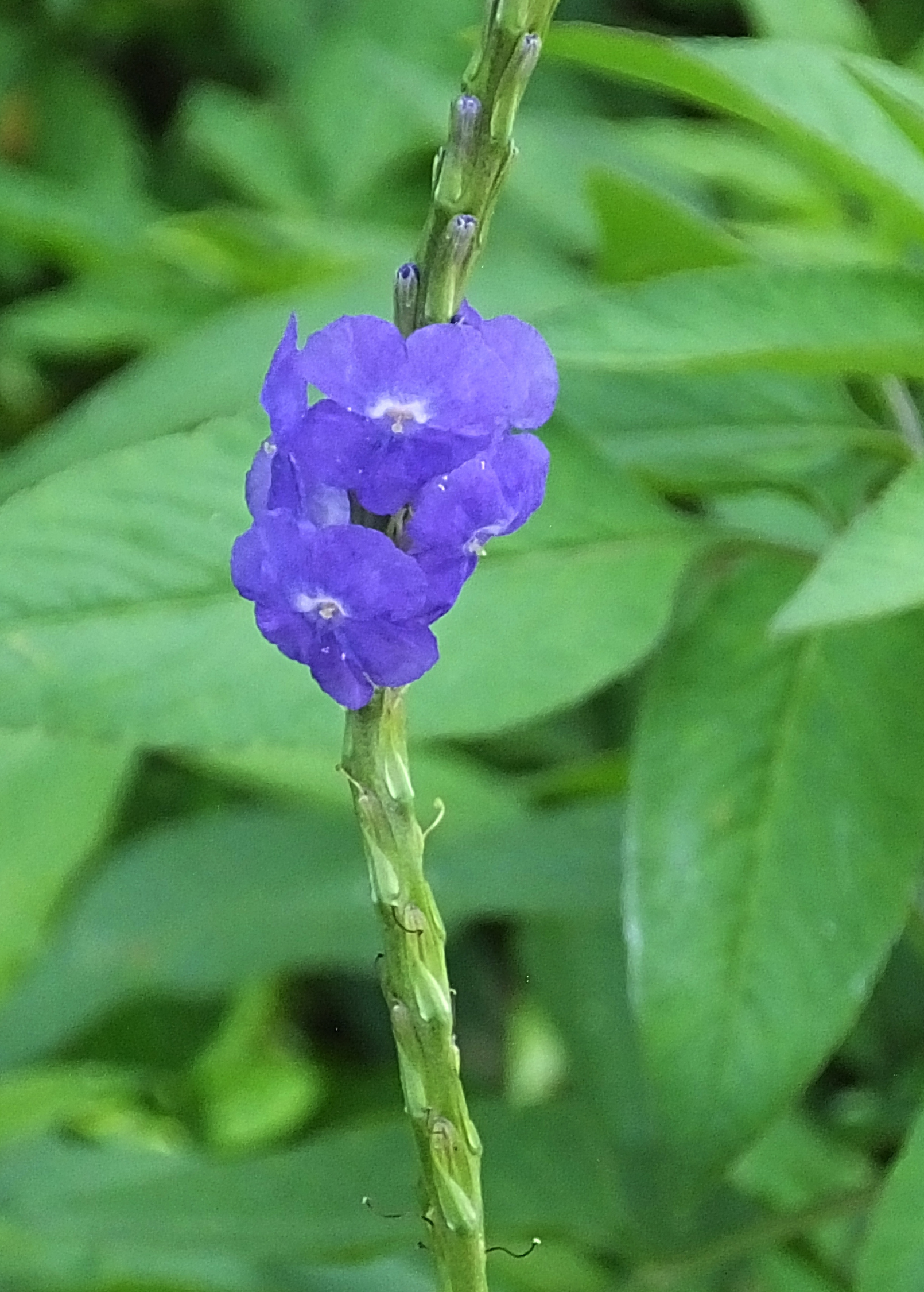 Blue Porterweed herb in a coconut coir pot, showing vibrant blue flowers and green foliage, cultivated by Sow Exotic.