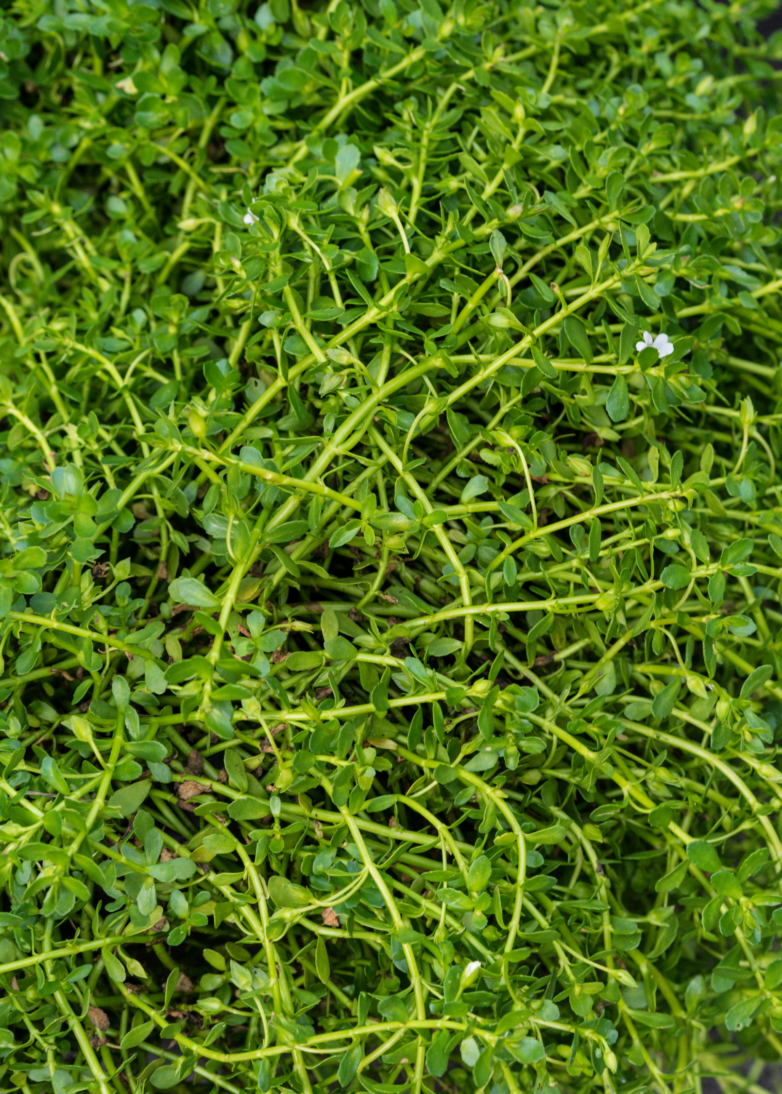 Fresh Brahmi herb (Bacopa monnieri) in a coconut coir pot, cultivated by Sow Exotic, for herbal and medicinal use.