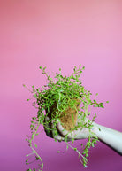 Brahmi herb (Bacopa monnieri) in a coconut coir pot, grown as a Sow Exotic herbal plant for indoor or outdoor use