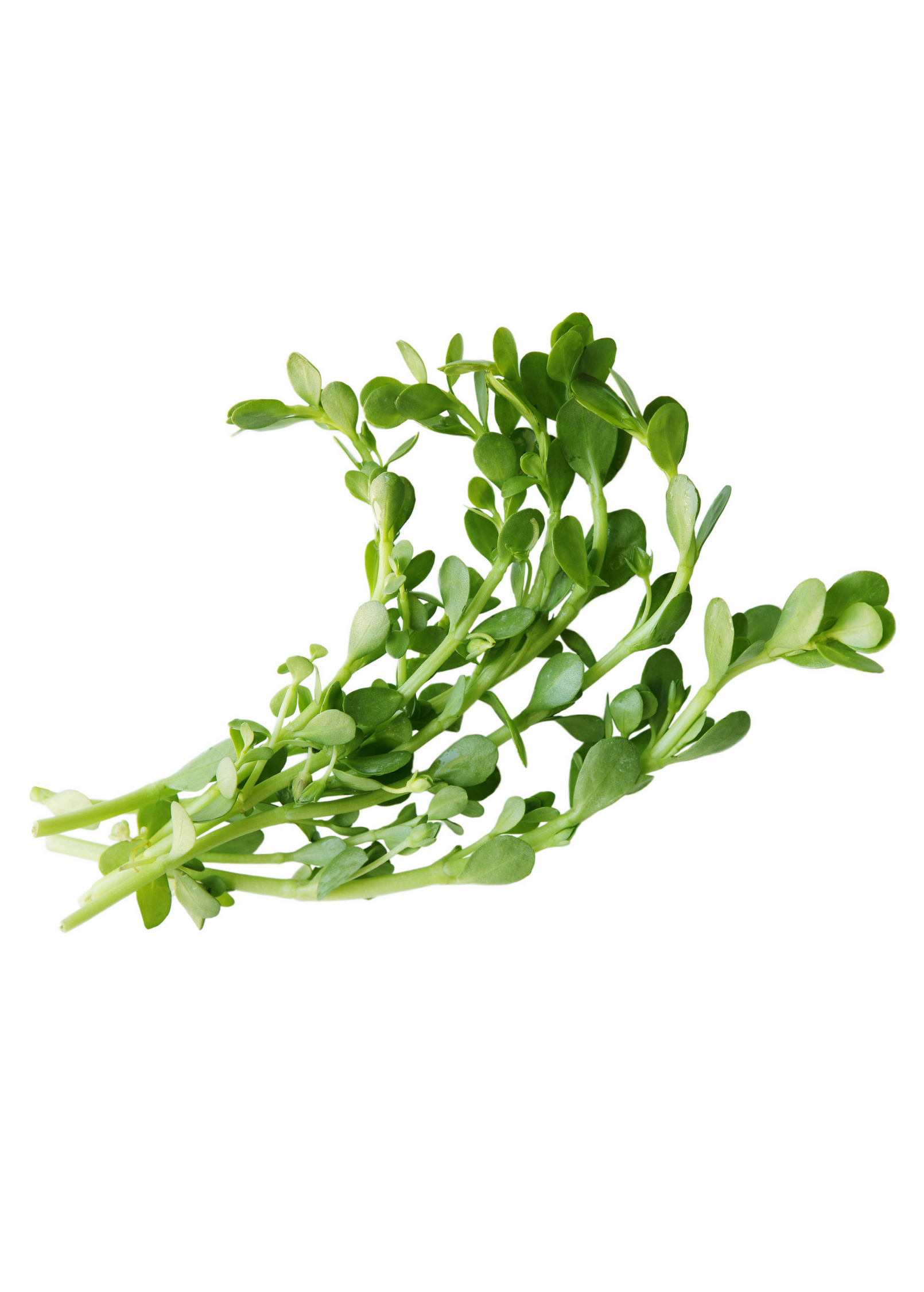 Brahmi herb (Bacopa monnieri) in a coconut coir pot, cultivated by Sow Exotic, ready for indoor or outdoor gardening.