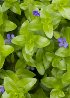 Fresh Brahmi herb in a coconut coir pot, grown by Sow Exotic, showcasing lush green Bacopa monnieri leaves.