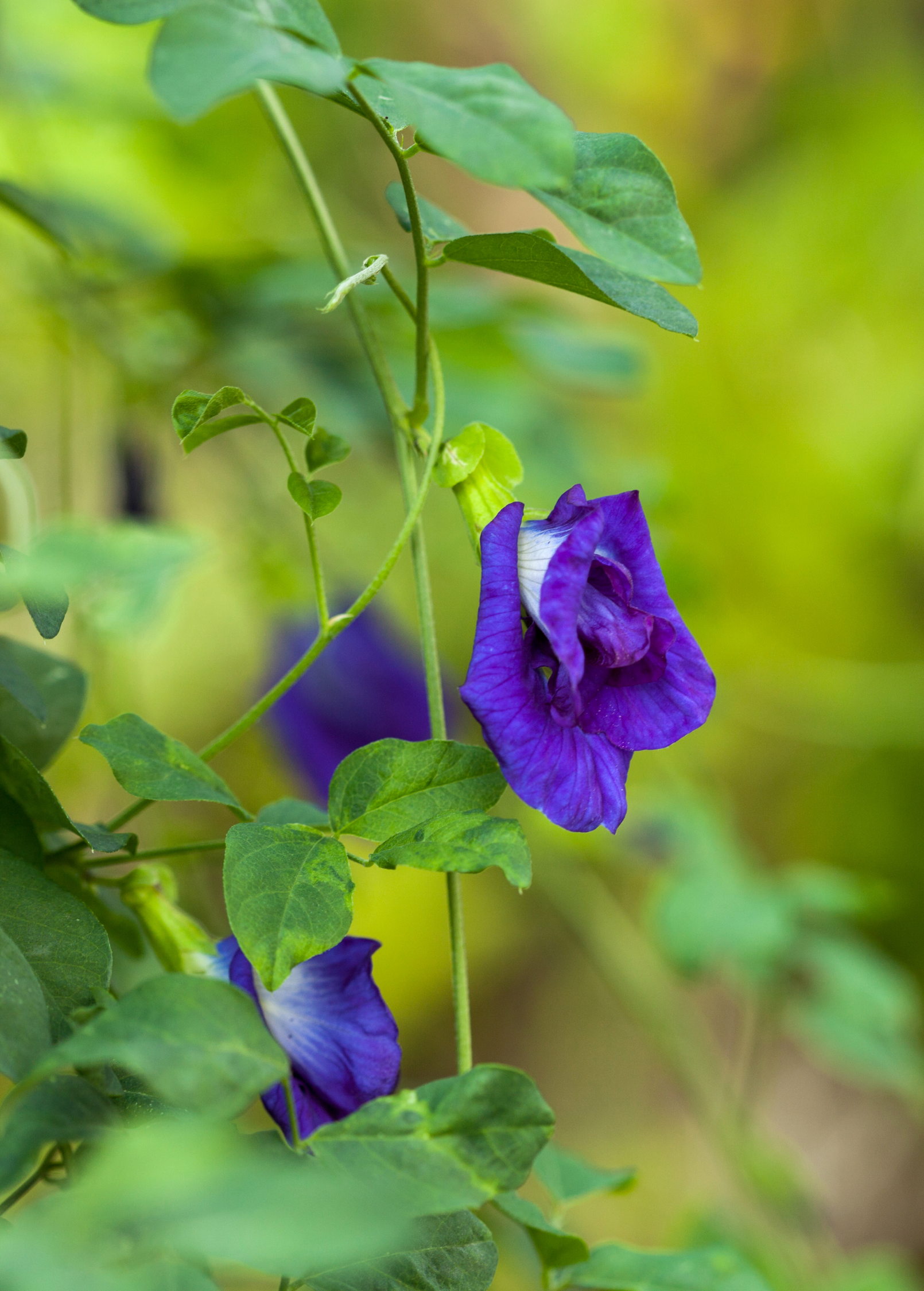 Herb plant of Butterfly Pea (Clitoria ternatea) in a coconut coir pot, grown by Sow Exotic, with vibrant green leaves and flowering buds.