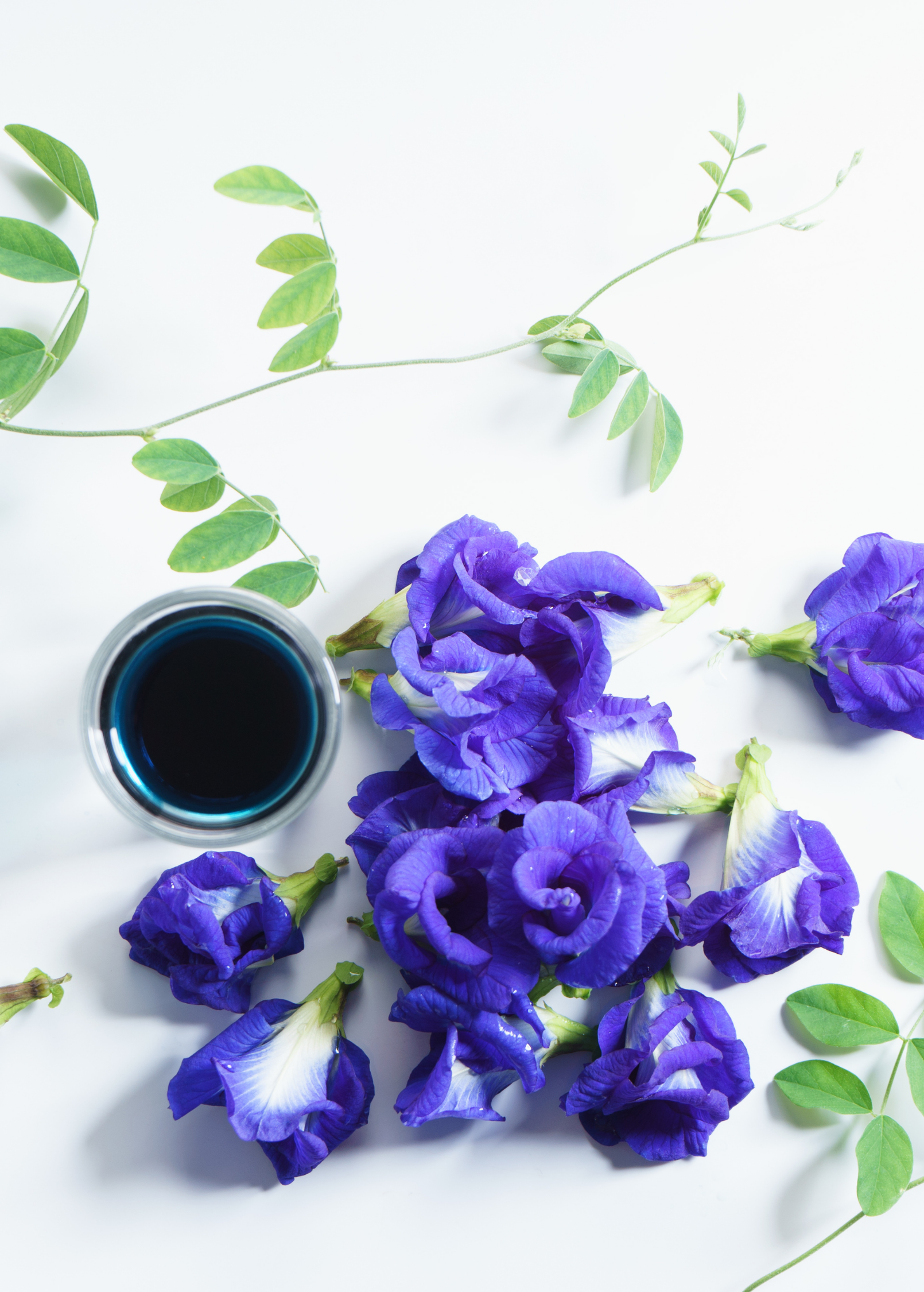 Butterfly Pea herb plant in a coconut coir pot, healthy green foliage, grown by Sow Exotic.