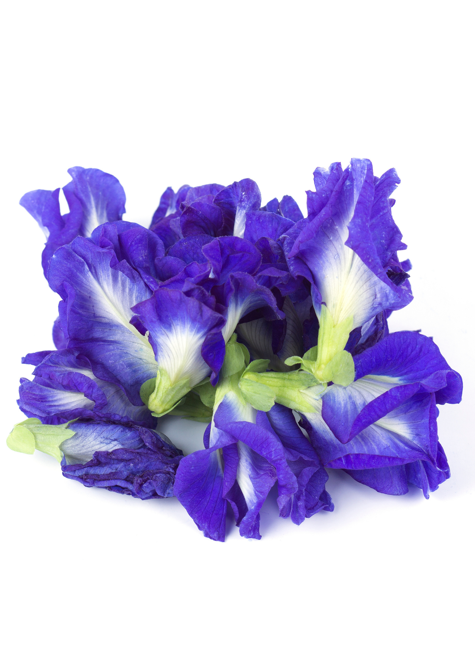 Butterfly Pea herb plant in coconut coir pot, healthy green leaves, grown by Sow Exotic.