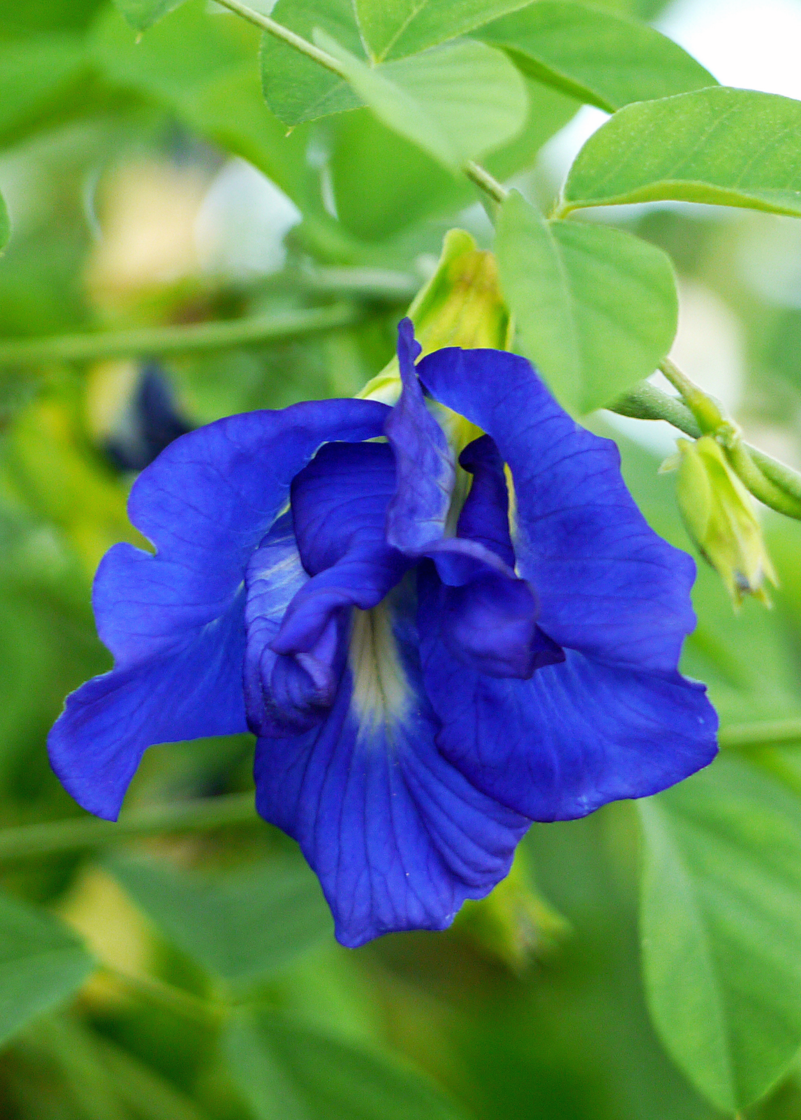 Herb plant of Butterfly Pea (Clitoria ternatea) in a medium coconut coir pot by Sow Exotic, showing vibrant blue flowers.