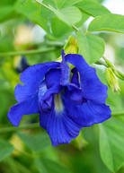 Herb plant of Butterfly Pea (Clitoria ternatea) in a medium coconut coir pot by Sow Exotic, showing vibrant blue flowers.