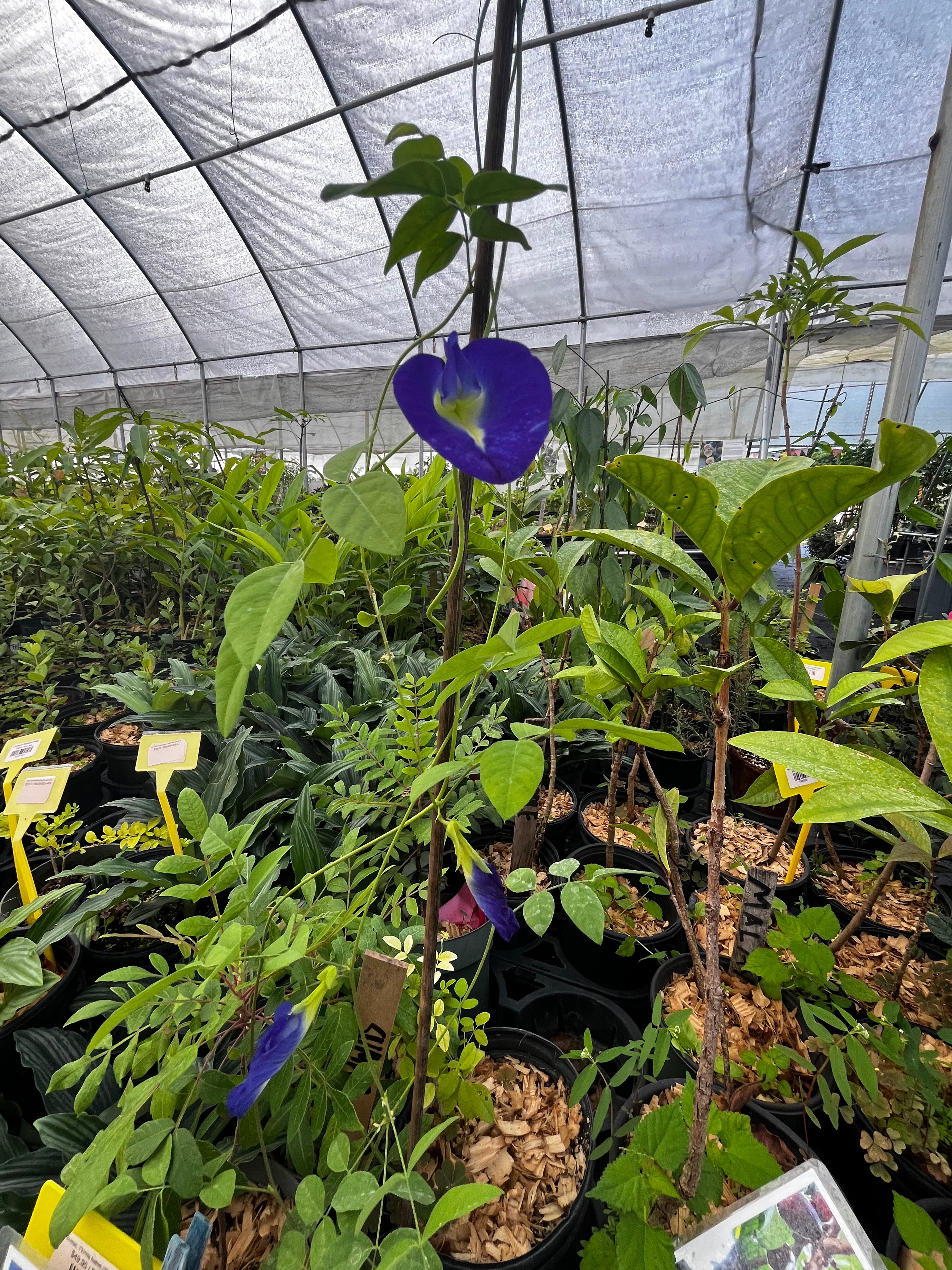 Herb plant of Butterfly Pea (Clitoria ternatea) in a coconut coir pot, grown by Sow Exotic, with vibrant green foliage.