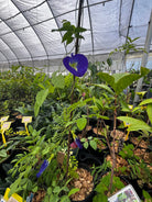 Herb plant of Butterfly Pea (Clitoria ternatea) in a coconut coir pot, grown by Sow Exotic, with vibrant green foliage.