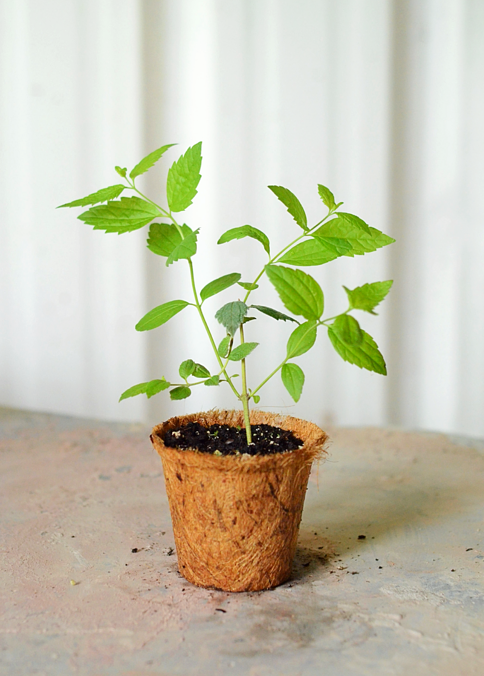 Calea Zacatechichi herb in a medium coconut coir pot, showcasing its leafy green foliage, by Sow Exotic.