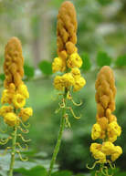Herb Candle Bush, King of the Jungle (Senna alata), in a coconut coir pot, featuring lush green leaves and vibrant flowering spikes.