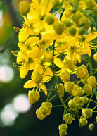 Sow Exotic Cassia Cinnamon herb in a medium coconut coir pot, showcasing its aromatic cinnamon leaves and stems.