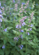 Fresh Sow Exotic Catnip herb in a coconut coir pot, showcasing vibrant green Nepeta cataria leaves suitable for cats.