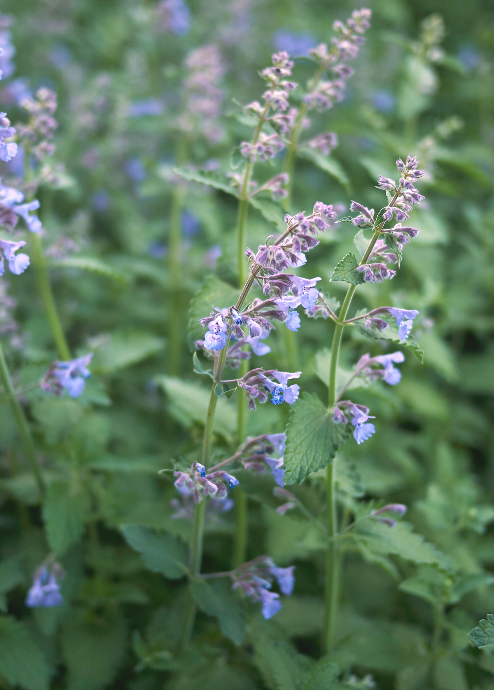 Fresh Sow Exotic Catnip herb in a coconut coir pot, showcasing vibrant green Nepeta cataria leaves suitable for cats.