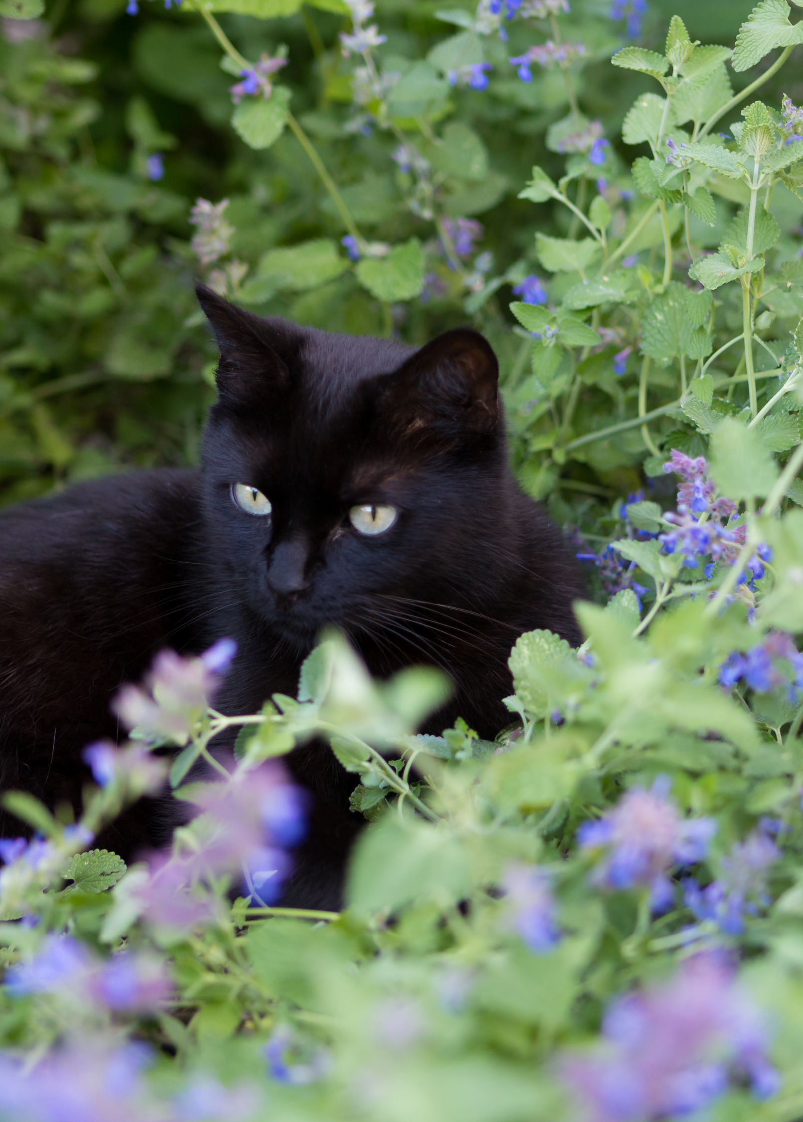 Sow Exotic Catnip herb (Nepeta cataria) in a medium coconut coir pot, fresh and vibrant for cats and herbal use.