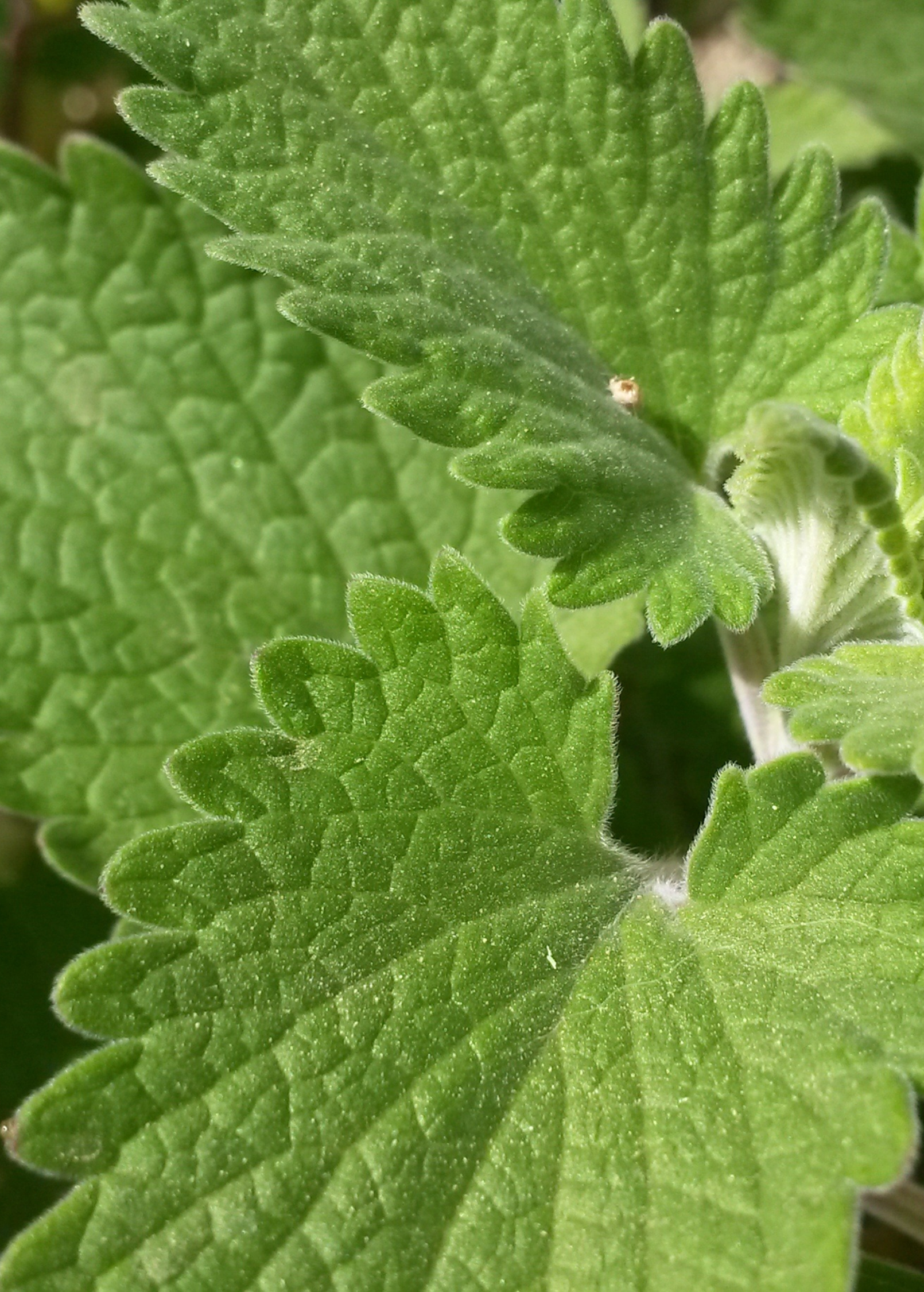 Sow Exotic catnip herb plant in coconut coir pot with green leaves and stems, ideal for cats and herb gardening.