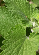 Sow Exotic catnip herb plant in coconut coir pot with green leaves and stems, ideal for cats and herb gardening.