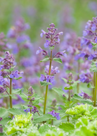 Fresh Sow Exotic catnip herb (Nepeta cataria) in a coconut coir pot, ready for cats to enjoy.