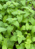 Medium potted Sow Exotic catnip herb (Nepeta cataria) in coconut coir pot, fresh and aromatic for cats.