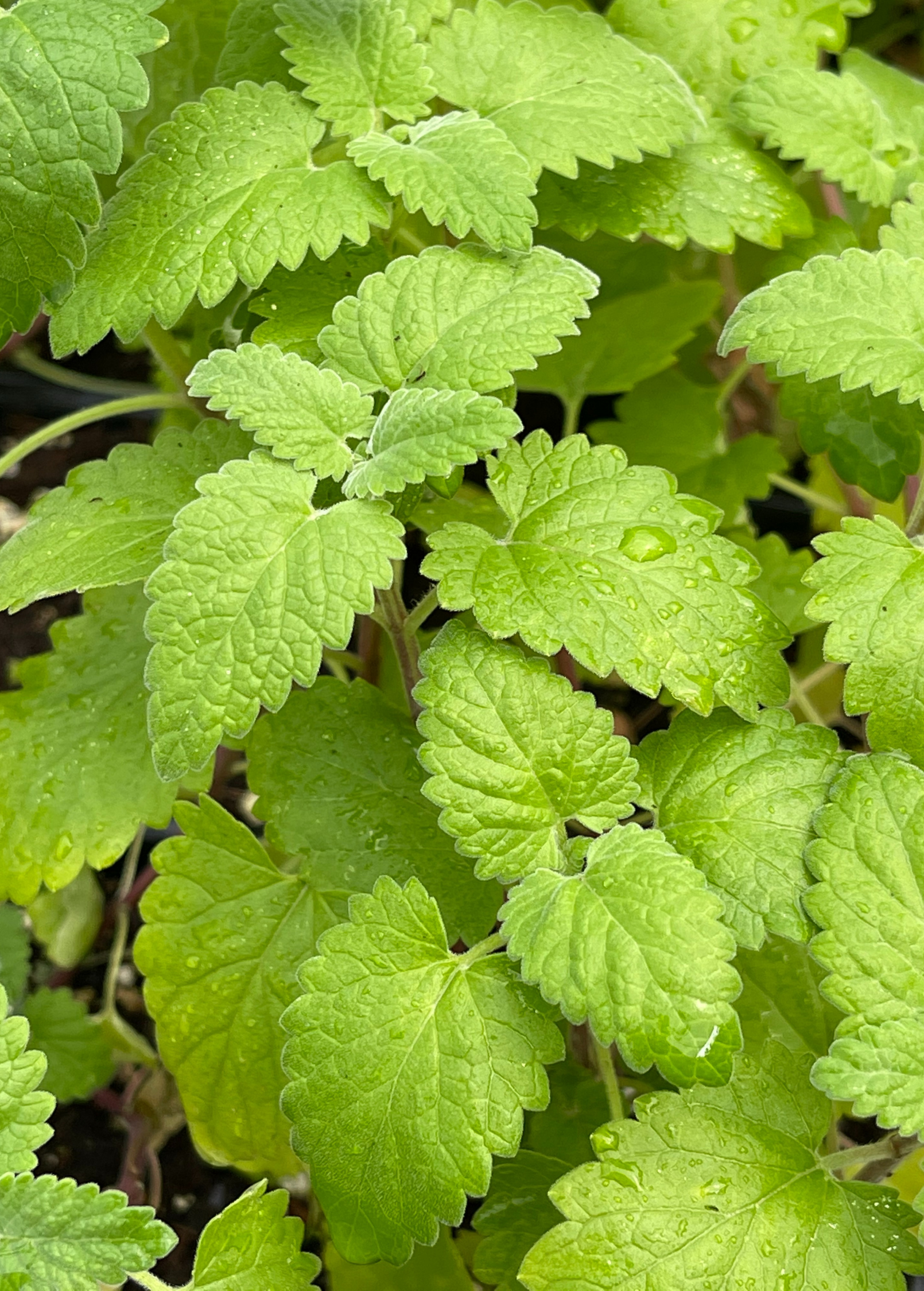 Sow Exotic Catnip herb in a coconut coir pot, showcasing green leaves and plant growth in a medium-sized container.