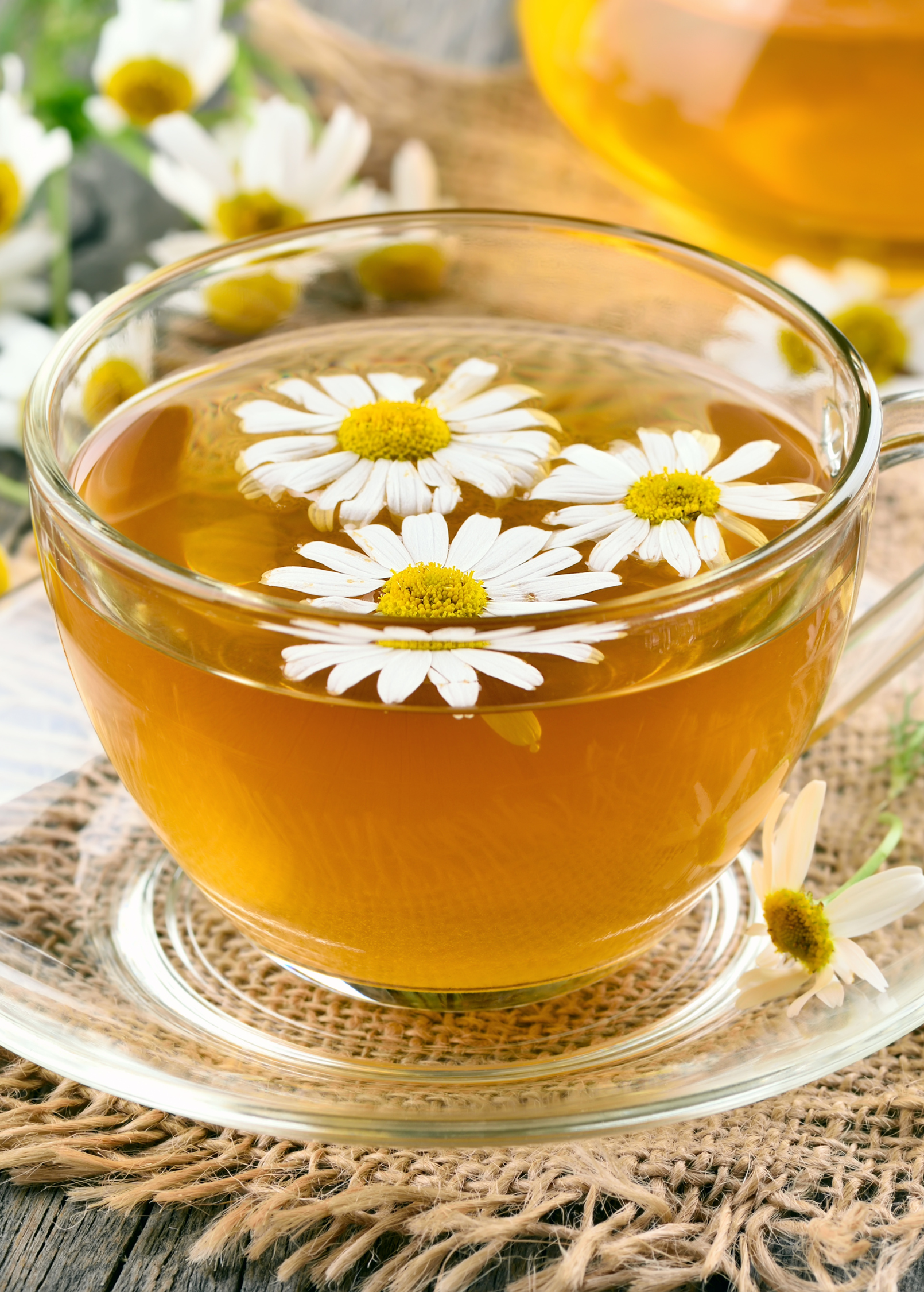 Fresh chamomile herb in a coconut coir pot, showcasing delicate white flowers and green foliage, from Sow Exotic.