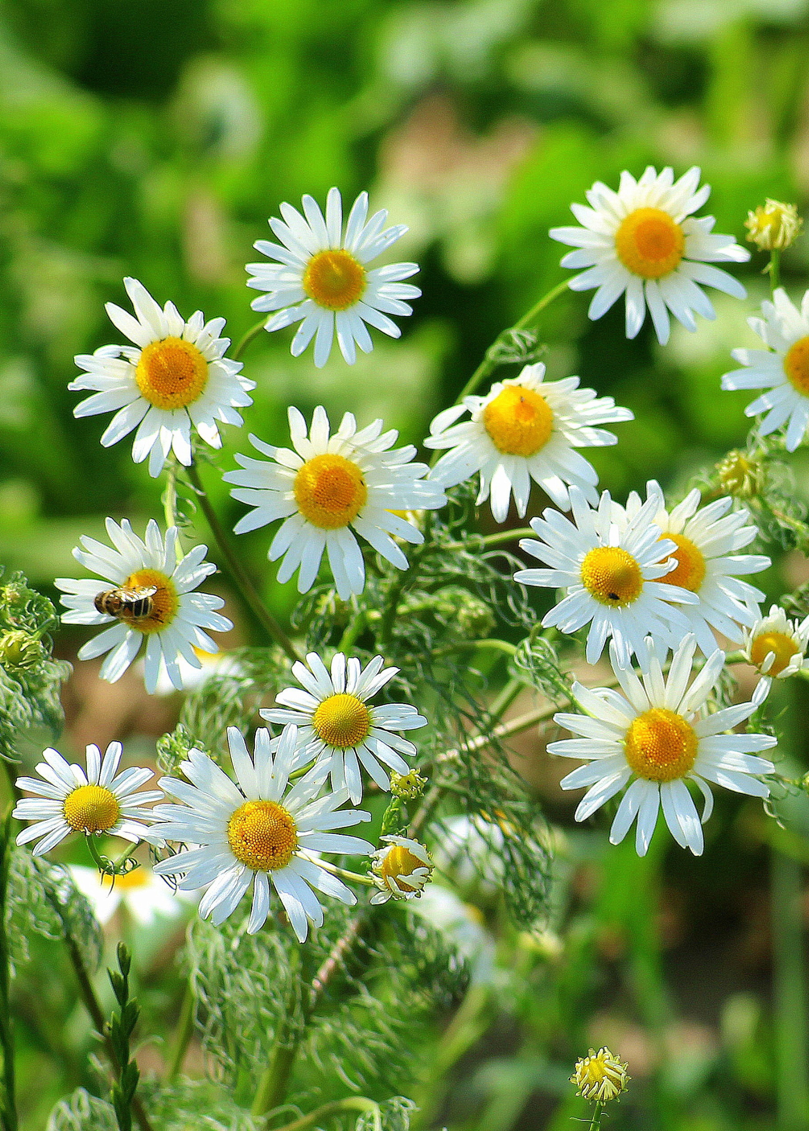 Fresh Chamomile herb plant in coconut coir pot, grown by Sow Exotic, featuring delicate white flowers and feathery green leaves.