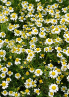 Fresh chamomile herb in a medium coconut coir pot, grown by Sow Exotic, displaying vibrant green leaves and blooming white flowers.