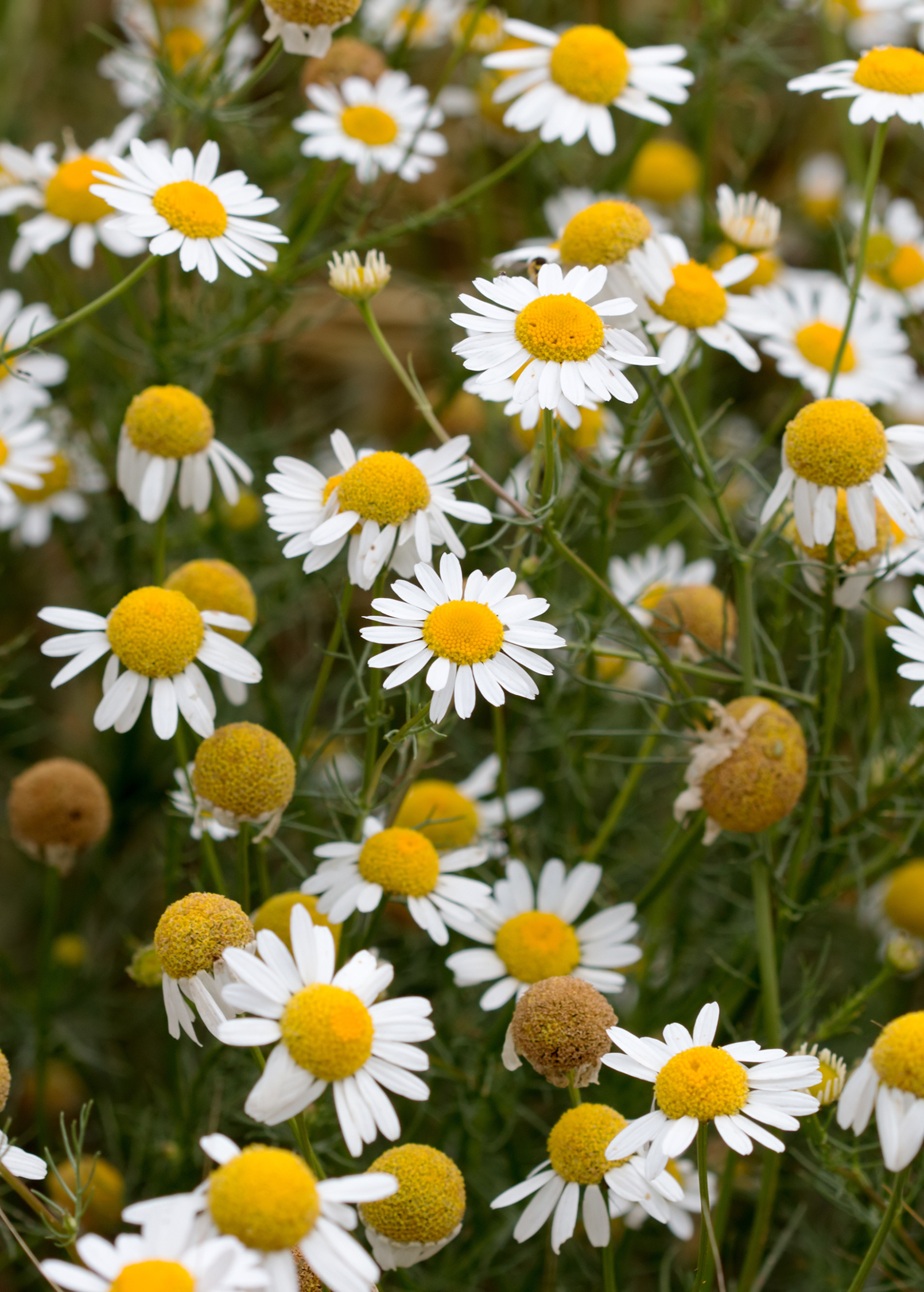 Fresh Chamomile herb plant in a coconut coir pot, grown by Sow Exotic, showcasing its green leaves and flowering buds.