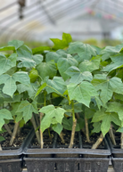 Mexican Tree Spinach herb, Chaya, in a coconut coir pot, grown by Sow Exotic, showcasing vibrant green leaves.