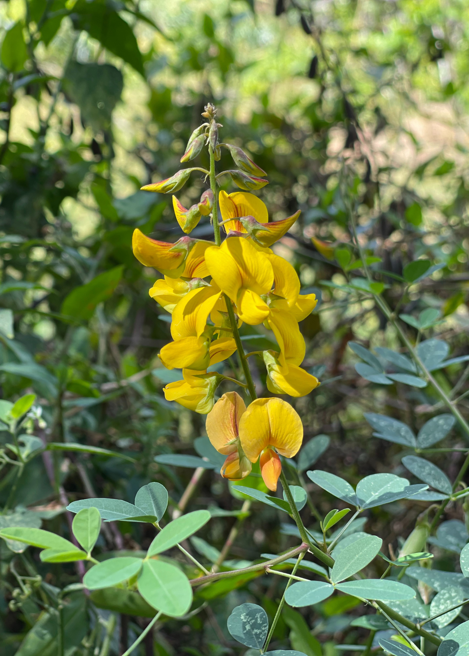 Herb Chipilín (Crotalaria longirostrata) in coconut coir pot, healthy green foliage, from Sow Exotic.