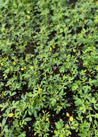 Herb Chipilín (Crotalaria longirostrata) in a coconut coir pot, grown by Sow Exotic, showcasing green leafy foliage.