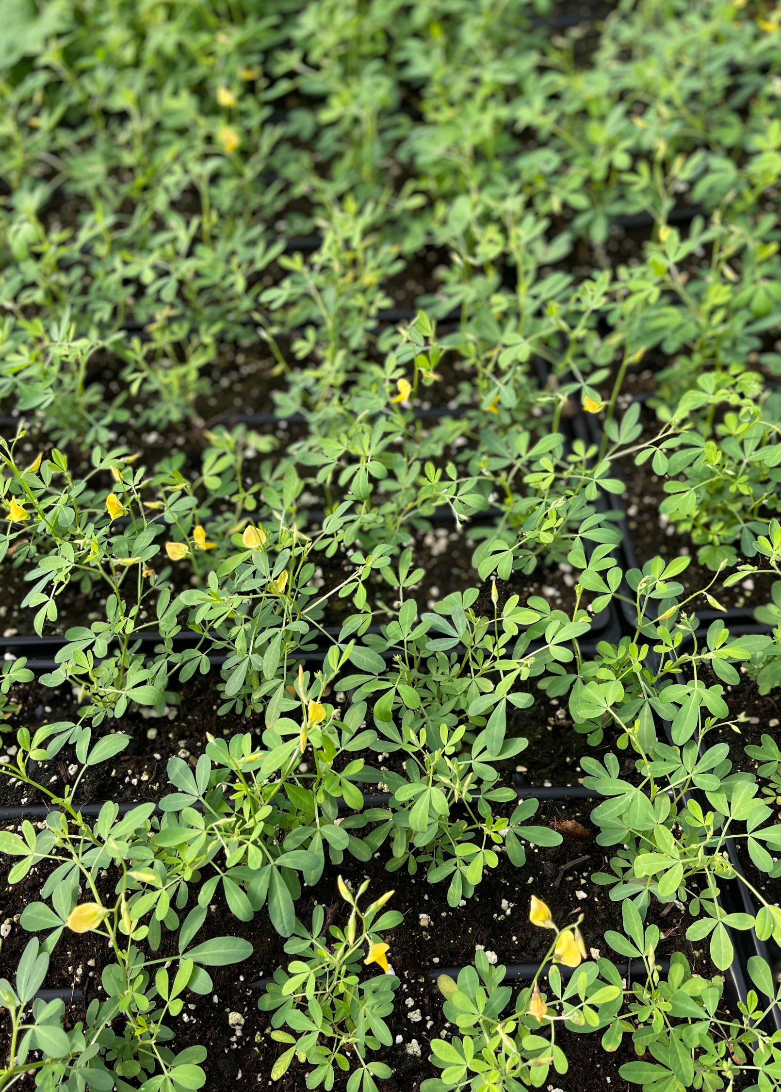Herb Chipilín (Crotalaria longirostrata) in a coconut coir pot, grown by Sow Exotic, showcasing green leafy foliage.